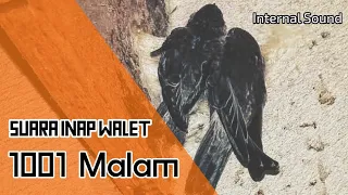 suara inap walet 1001 malam high quality