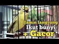 Download Lagu SUARA CIAK CIAK JOSS KECIAL KUNING GACOR | DI JAMIN YANG MENDENGAR IKUT BUNYI GACOR NGEJOS