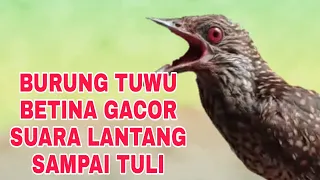 burung tuwu betina gacor seharga motor