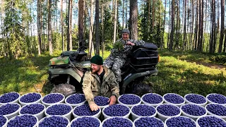 ТАЁЖНЫЙ ПРОМЫСЕЛ. Сбор дикой черники на продажу.