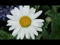 Beautiful ~ The Parlotones