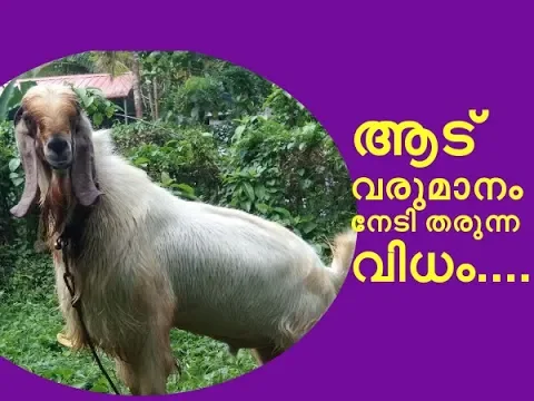 Download MP3 മികച്ച വരുമാനം നേടാം ആടുവളർത്തലിലൂടെ Goat Farming Tips Malayalam