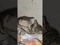 cat children playing