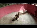 Download Lagu Ayam siam,ayam bangkok moderen sepesia timpuk lari, peternak dan peng hobby ayam aduan area tuban