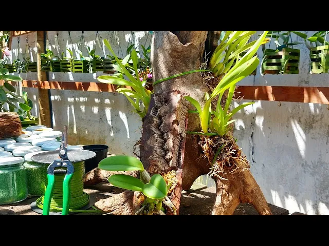 COMO PLANTAR ORQUÍDEAS 8