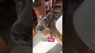 Hope you’re also enjoying your weekend!! #fypシ #Fyp #Dream #doberman #pets