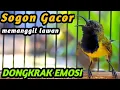 Lagu SOGON TROTOL GACOR EMOSI LANGSUNG NGLEPER DENGAR PANCINGAN BURUNG SOGON GACOR INI DN MASTERAN SOGON
