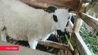 salah satu bandar domba garut bakalan grebek kandang 