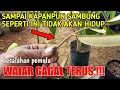 Download Lagu PEMULA WAJIB TAU GAGAL DAN KEBERHASILAN SAMBUNG SISIP DURIAN