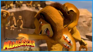 Alex Must Fight!!🥊 | DreamWorks Madagascar