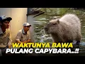 Lagu GASABARR..! PENGEN KETEMU CAPYBARA DIRUMAH..!!