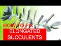 HOW TO FIX ELONGATED SUCCULENTS Secrets to Fast Propagation ASMR