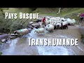 Documentaire - Transhumance
