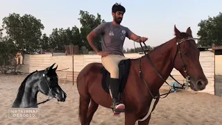 سلسة اساسيات  ركوب الخيل     طريقة الثبات على ظهر الجواد   كانتر   الهذب   النصري الجزء الثالث دندنها