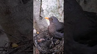 طائر الشحرور Common Blackbird 
