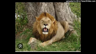 LUNG ECHA UGWIBHISA HALE 