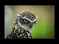 West & Zander - Gubei (Deep House)
