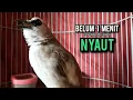 Download Lagu trucukan ropel panjang AMPUH buat pancingan trucukan agar bunyi JADIKAN burung trucukan gacor EMOSI