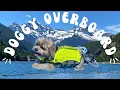 Ross Lake Boat Rental Dogs Are Allowed