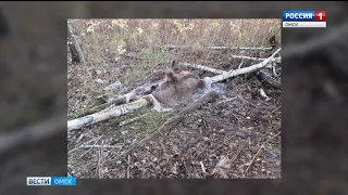 В Омской области браконьер застрелил лосиху с лосёнком