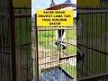 Download Lagu Kacer tidak kunjung gacor ?? Coba Simak Video ini..!!