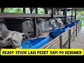 Download Lagu Ready Stock Lagi Pedet Sapi PO Kebumen