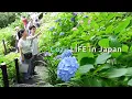 Download Lagu Cozy LIFE in Japan 🇯🇵: A Peaceful Day in the Hydrangea Garden