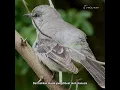 Download Lagu Ajuk-Ajuk adalah sekelompok burung pengicau Dunia Baru dari keluarga Mimidae. #youtube #animals