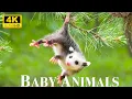 Cute Little Wild Animals With Relaxing Music Good Mood Music Baby Animals 4K U