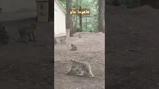 ها هوما جاو 