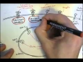 Immunology - Innate Immunity Toll-Like Receptors