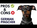 German Pinscher Dog Breed Pros and Cons German Pinscher Advantages and Disadvantages