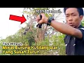 Download Lagu TIPS AMPUH,‼️ MIKAT BURUNG KUTILANG LIAR DENGAN CARA INI..