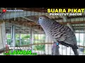 Download Lagu SUARA PERKUTUT LOKAL GACOR PALING AMPUH UNTUK PIKAT DI JAMIN LANGSUNG RAME