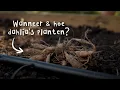 Download Lagu Dahlia's uitplanten | alles over dahlia knollen uitplanten en voortrekken