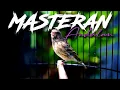 Download Lagu MASTERAN BLACKTHROAT GACOR DURASI PANJANG BUAT KENARI PAUD RAJIN BUNYI isian MEWAH