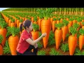 Download Lagu Harvesting a HUGE Carrot Garden and Bringing It to the Market to Sell   Cooking, Gardening
