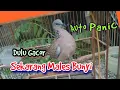 Download Lagu INILAH SEBAB DERKUKU TIDAK MAU BUNYI - PENYEBAB TEKUKUR GACOR JADI MACET