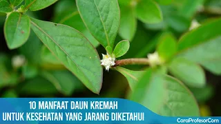 Download 10 Manfaat Daun Kremah Untuk Kesehatan Yang Jarang Diketahui MP3