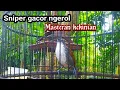Masteran paling dicari 2021||burung sniper
