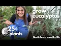 Grow eucalyptus from seed in Texas Zone