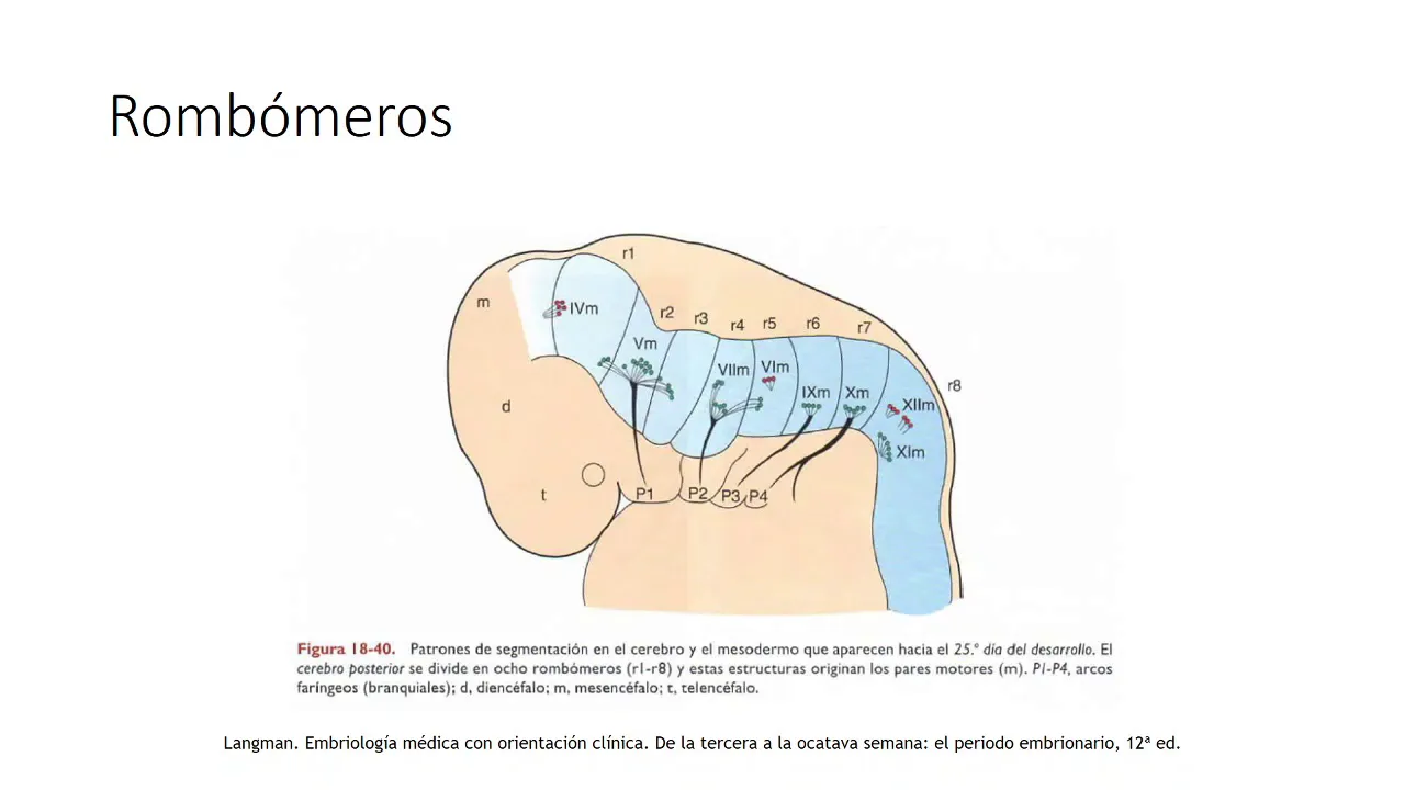 Embriologia Nervios craneales y SNA