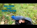 Download Lagu Cara Pikat Burung Kehicap Ranting Ampuh Anti Zonk❗️❗️❗️
