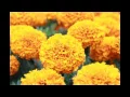 Beautiful flower pictures free stock photos