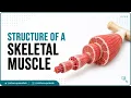 Structure of a Skeletal Muscle - Muscle Physiology Animations USMLE Step 1