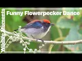 Download Lagu SCARLET-BACKED FLOWER Unexpected Dance Move! at Railway Corridor, Singapore
