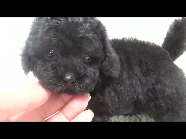 動画