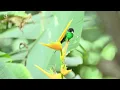 Most Amazing Hummingbirds | Breathtaking Nature & Wonderful Bird Songs | Healing Nature | Relaxation