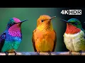 Download Lagu Most AMAZING HUMMINGBIRDS | Breathtaking Nature \u0026 Wonderful Bird Songs | HEALING NATURE | Relaxation