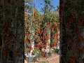 Download Lagu 72 days of growth of 36 tomato plants on 4 aeroponic towers #tomato #farming #agriculture #gardening